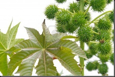 3732193-castor-oil-plant-11