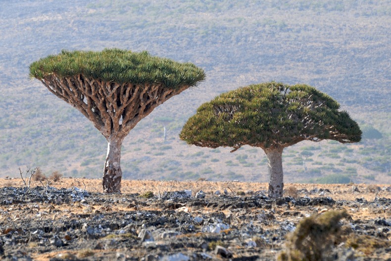 socotra-8