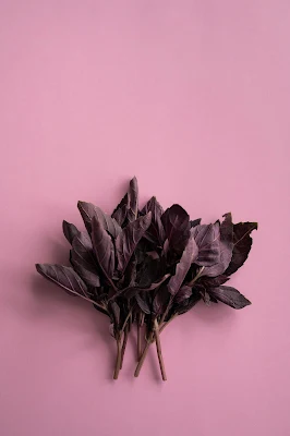 Holy Basil
