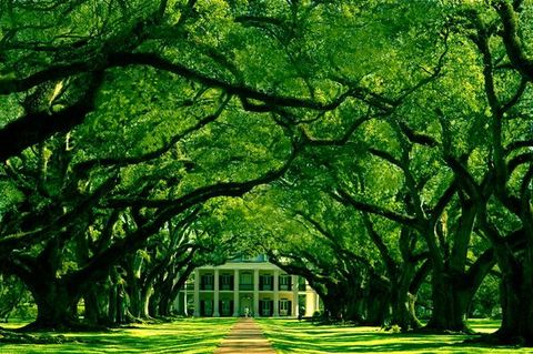 Oak Alley Plantation