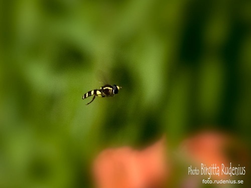 macro_20110712_flugaZoom1a