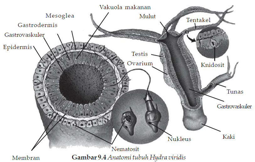  Filum  Coelenterata  Hewan  Berongga 