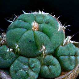 Picture of Peyote. How to grow this magical plant.