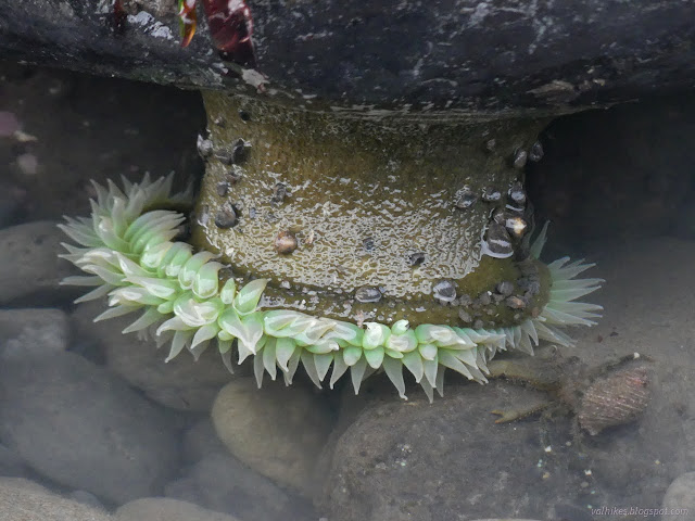 109: hanging anemone with a crab at its side