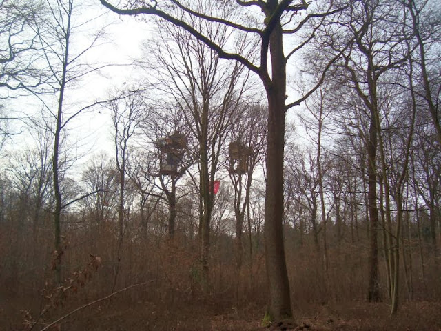 HambacherForst