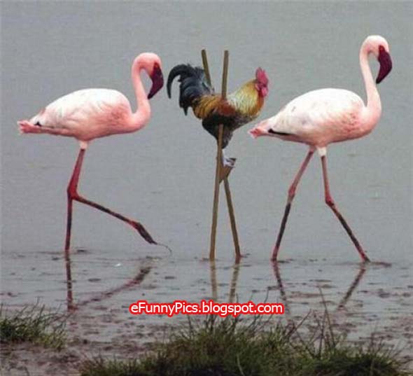 Flamingo impersonator