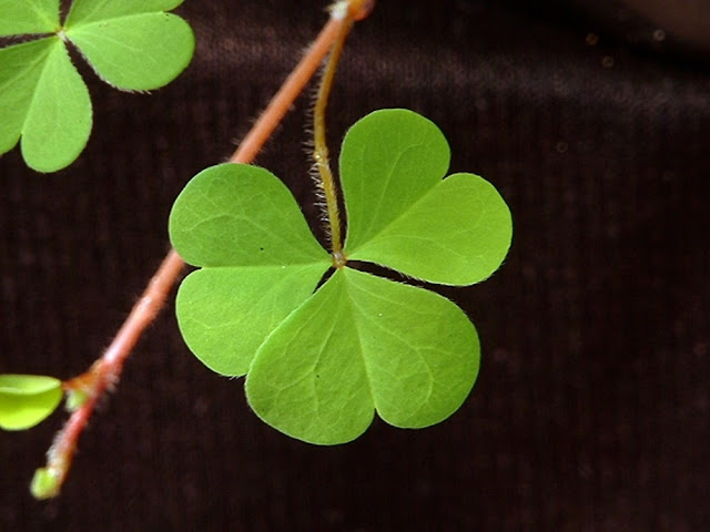 Кислица рожковая (Oxalis corniculata)