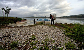 http://www.theguardian.com/world/2014/sep/01/mexico-baffled-death-fish-lake-cajititlan-pollution