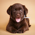Download Chocolate or Brown Labrador Puppy Wallpaper or Iphone Background