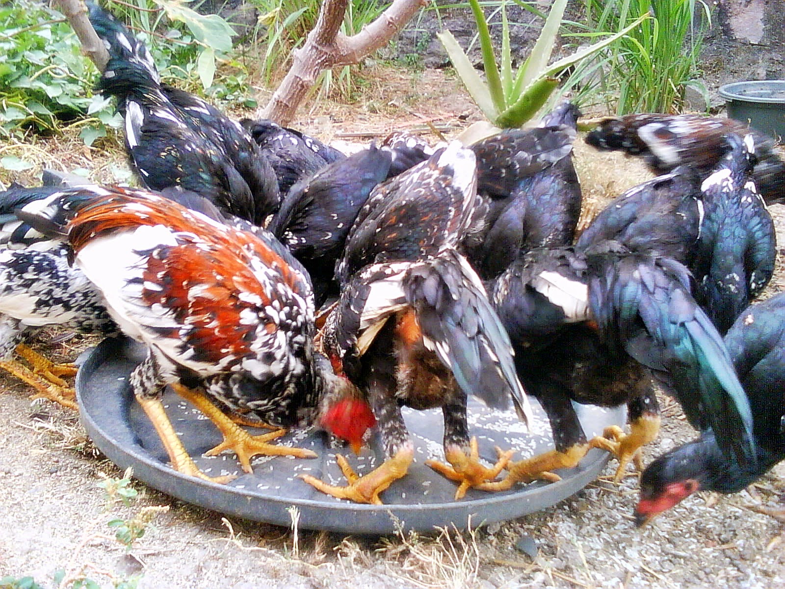 ayam kampung