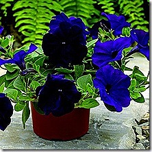 petunia_ramblin_nu_blue_2