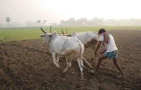 পশ্চিমবঙ্গের কৃষক || Farmers of West Bengal || Indian peasants and West Bengal