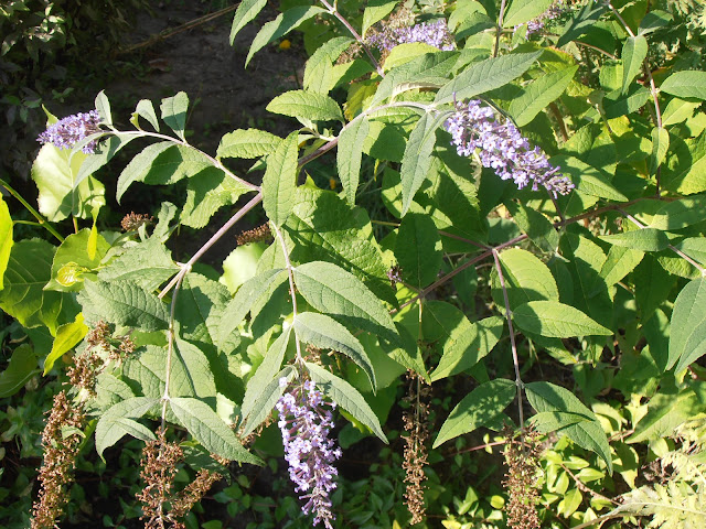 BUDDELIA: Buddleia davidii