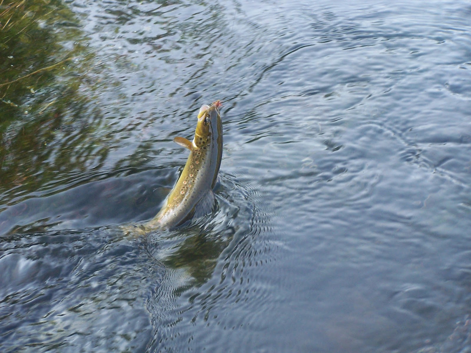 Pesca con Mosca en California - Lugares y mejores épocas para pescar