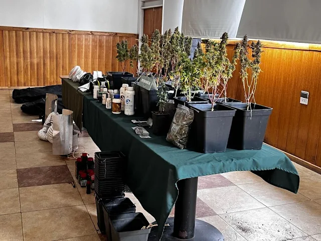 Carabineros desmantela cultivo de marihuana en departamento de Valdivia