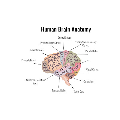 200+ Pencil sketch & cartoon images of human brain