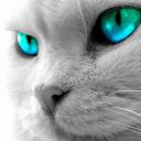 avatare cu animale de messenger
