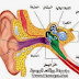 معجزة لن تصدقها فى القرأن الكريم عن الاذن اكتشفها العلماء الان 