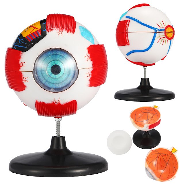 Large Sized Removable Human Eye Eyeball Medical Model Anatomy Study Lab Teaching Education Equipment 