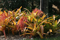 Aechmea blanchetiana