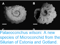 https://sciencythoughts.blogspot.com/2016/09/palaeoconchus-wilsoni-new-species-of.html