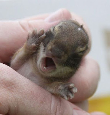 The Smallest Pets Seen On www.coolpicturegallery.us