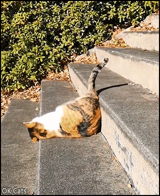 Amazing Cat GIF • Flexible cat going down stairs like a lazy snake. Mode 'Slinquid' activated [ok-cats.com]