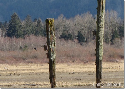 Tree Swallows