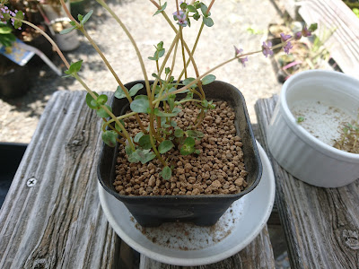 植え付け・植え替え　大きな株