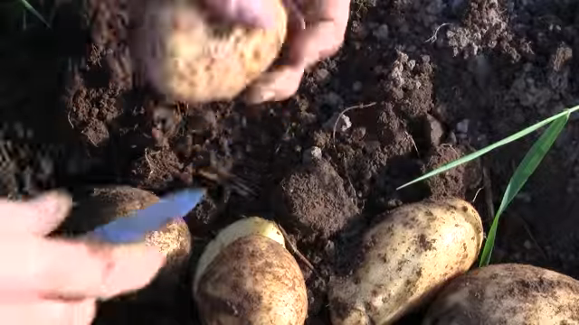 worms in potatoes