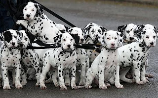 dalmatian dog puppy puppies pets dog hound canine pooch canis bow-wow despicable fellow qen txakurra gos pas hond koer aso koira kutya hundur madra pets huisdieren animaux de compagnie Haustiere de companie husdjur Evcil Hayvan anifeiliaid anwes domace zvali augintiniai alagang hayop domaci zvirata kucni ljubimci animals domestics maskotak