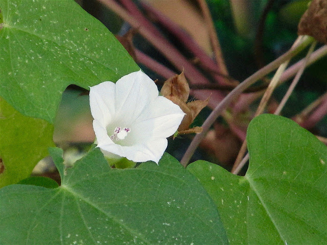 Ipomoea lacunosa