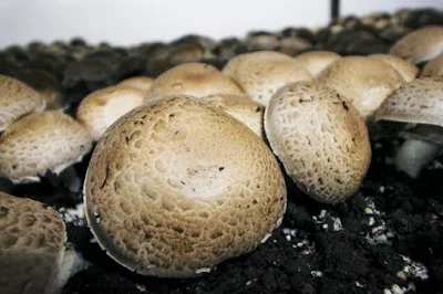 Mushroom farm in South Africa