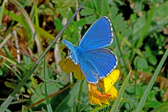 Polyommatus bellargus the Adonis Blue butterfly