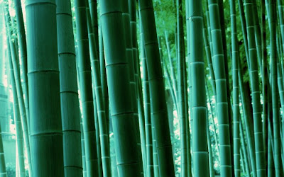 bamboo tree