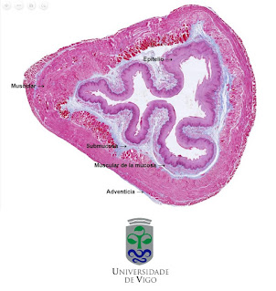 atlas histologia