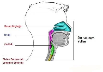 Üst Solunum Yolları Ve Anatomisi