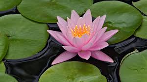 Beautiful Lotus HD Wallpapers Free Download