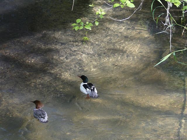 14: breeding pair of mergansers