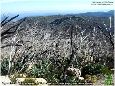 Regrowth from coppice after fire in Eucalyptus pauciflora at Mt Buffalo, Victoria, Australia. Photo courtesy Phil in Sydney. Rebrote de cepa en Eucalipto pauciflora en Mt Buffalo, Victoria, Australia. GIT Forestry Consulting Consultoría y Servicios de Ingeniería Agroforestal. Galicia, Spain.