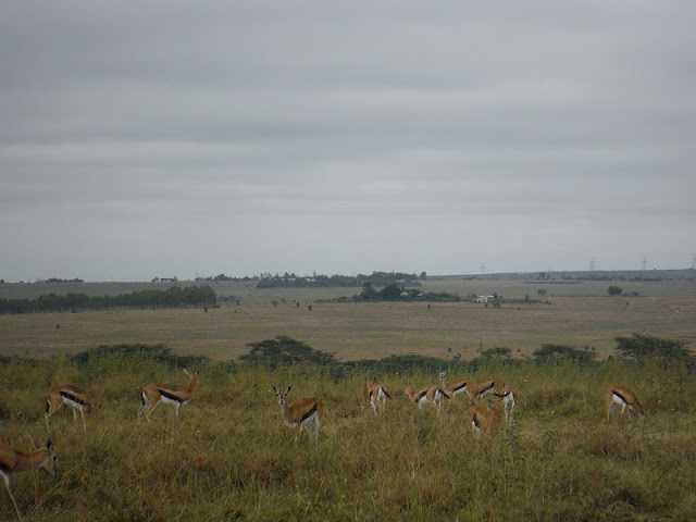 Nairobi National Park, Gacelas de Thompson