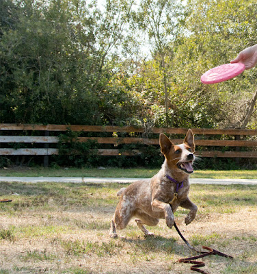 soft rubber frisbee disc for dogs