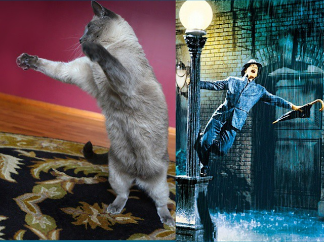 Maxwell dances with Fred Astaire #doppelgangercats #DanceMaxie #dancingcats