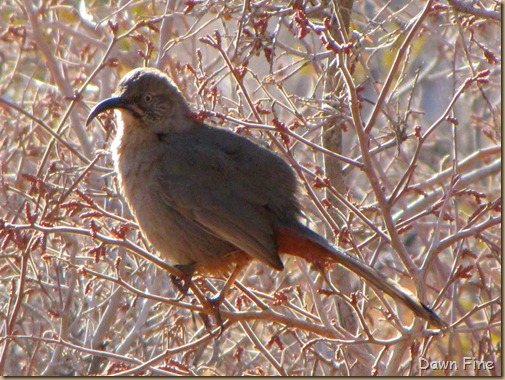 birding with pat_001