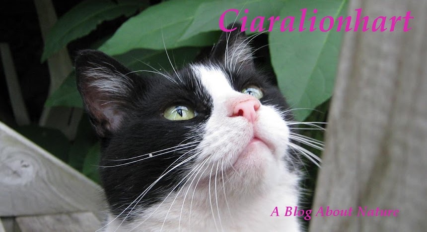 Ciaralionhart... A blog About Nature