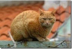 1kat2