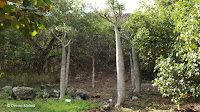 Pachypodium geayi - Koko Crater Botanical Garden, Oahu, HI