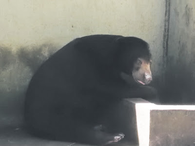 Foto Beruang Madu di Kebun Binatang Gembiraloka