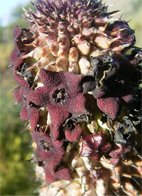 Hoodia pilifera subsp. pilifera