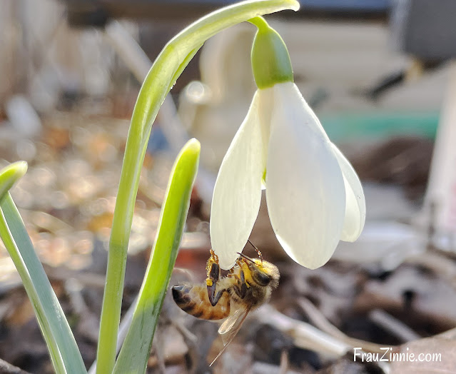 A honey bee clings to a snowdrop blossom as it feeds.